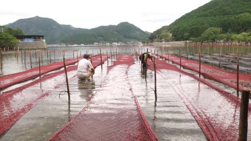 全国一の生産量！伊勢志摩サミットでも提供された三重県のアオサノリ