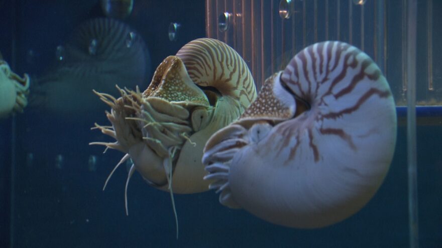 鳥羽水族館の生きた化石『パラオオウムガイ』が人気