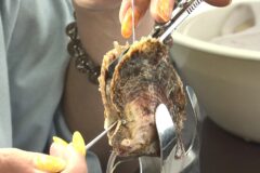 みえの海やに！～園児が真珠養殖を見学～