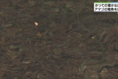 みえの海やに！～アマゴの稚魚を放流～