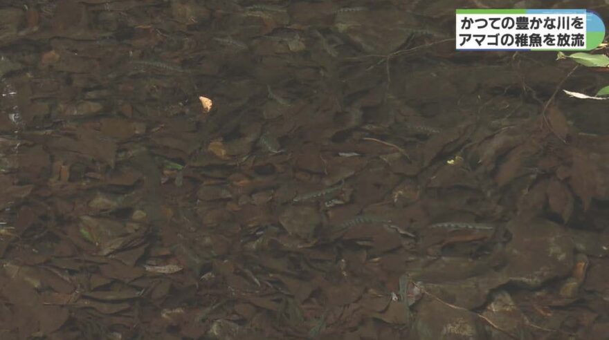 みえの海やに！～アマゴの稚魚を放流～