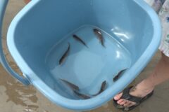 みえの海やに！～児童がマダイ稚魚を放流～