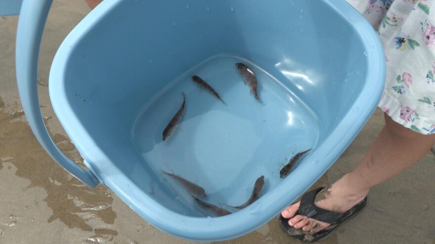 みえの海やに！～児童がマダイ稚魚を放流～