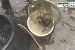 みえの海やに！～子どもたちが二ホンウナギの幼魚約400匹を宮川へ放流～