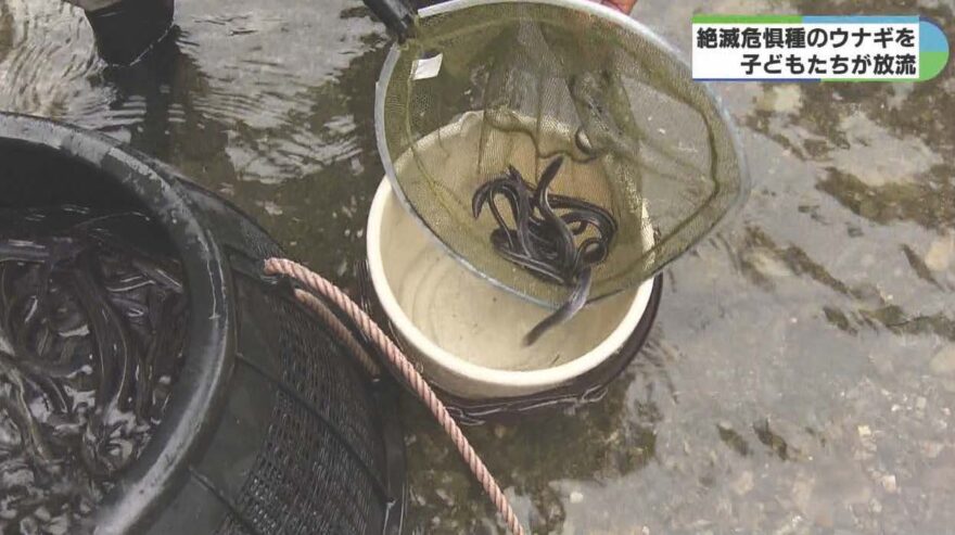 みえの海やに！～子どもたちが二ホンウナギの幼魚約400匹を宮川へ放流～