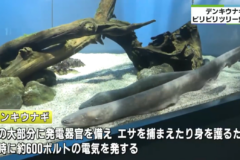 みえの海やに！～デンキウナギのビリビリで点灯するクリスマスツリー登場～