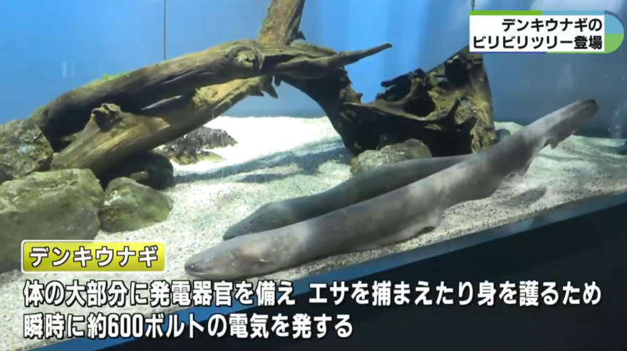 みえの海やに！～デンキウナギのビリビリで点灯するクリスマスツリー登場～