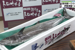 みえの海やに！～「答志島トロさわら」伊勢神宮へ奉納～