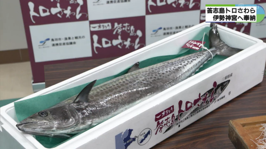 みえの海やに！～「答志島トロさわら」伊勢神宮へ奉納～